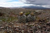 Siler_pincushion_cactus_(6002291928)