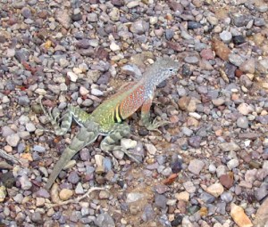 Grateful for Beauty – Amber Foxx Mysteries